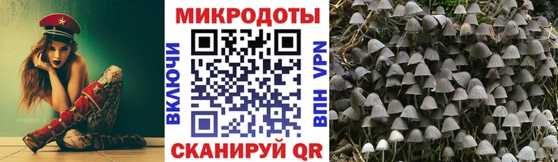 Галлюциногенные грибы Psilocybe  Боровичи 